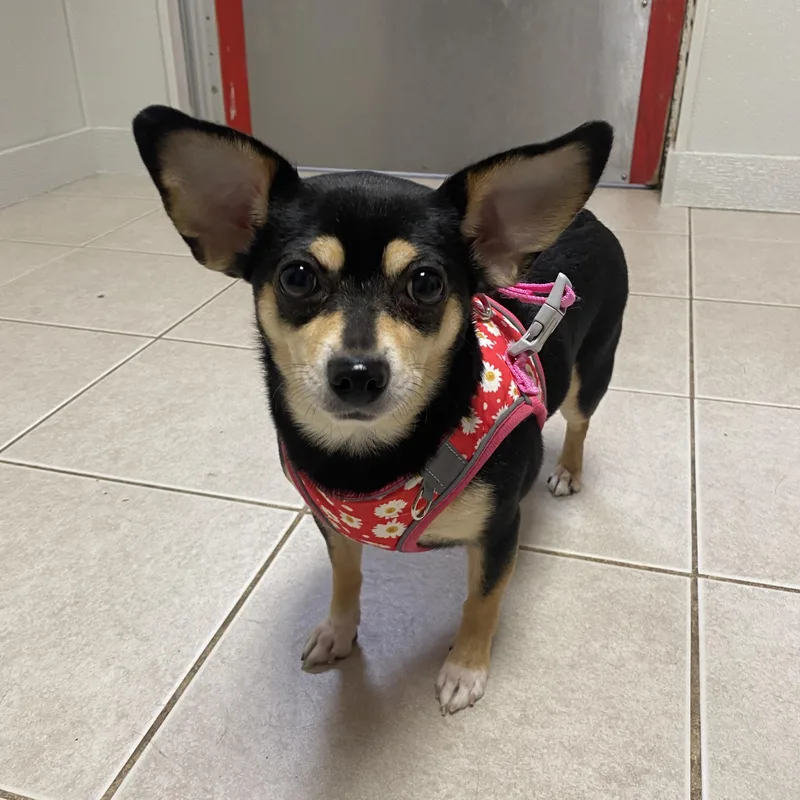 Kesha And Karlos thumbnail 3