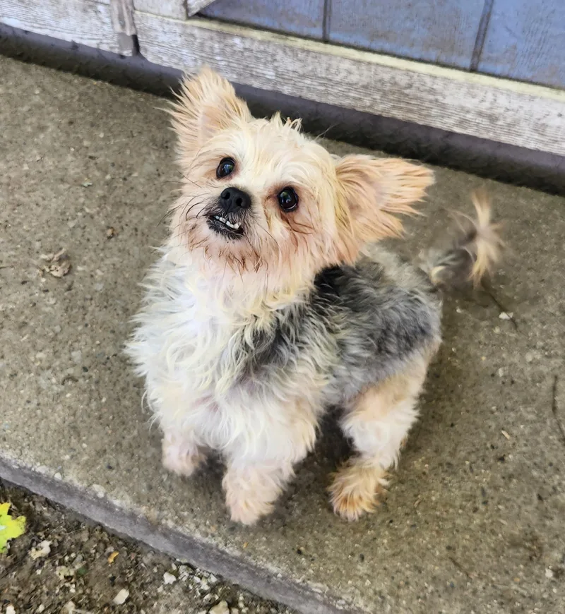 A young small-sized female Yorkshire Terrier dog named Bonnie for adoption in Liberty Center, OH