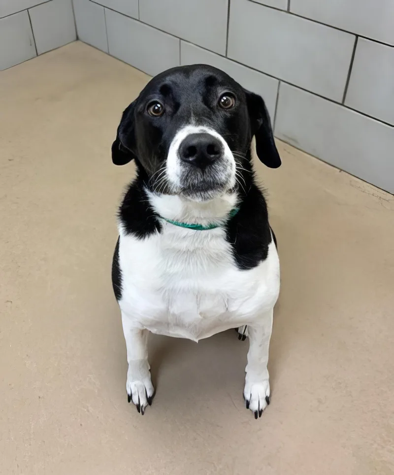 An adult large-sized female Black Mixed Breed dog named Wigeon for adoption in Nashville, TN