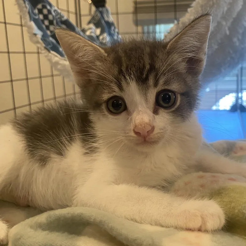 A baby small-sized male Gray / Blue / Silver Domestic Short Hair cat named Popquiz for adoption in Long Beach, CA