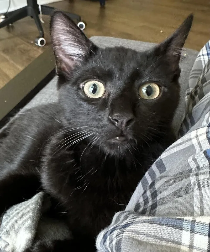 A baby medium-sized male Black Domestic Short Hair cat named Briggs for adoption in Emerald Isle, NC