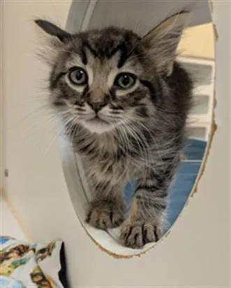 A baby small-sized male Domestic Medium Hair cat named Smokey for adoption in Texas City, TX