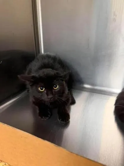 A baby small-sized female Domestic Short Hair cat named Cole for adoption in Aberdeen, SD