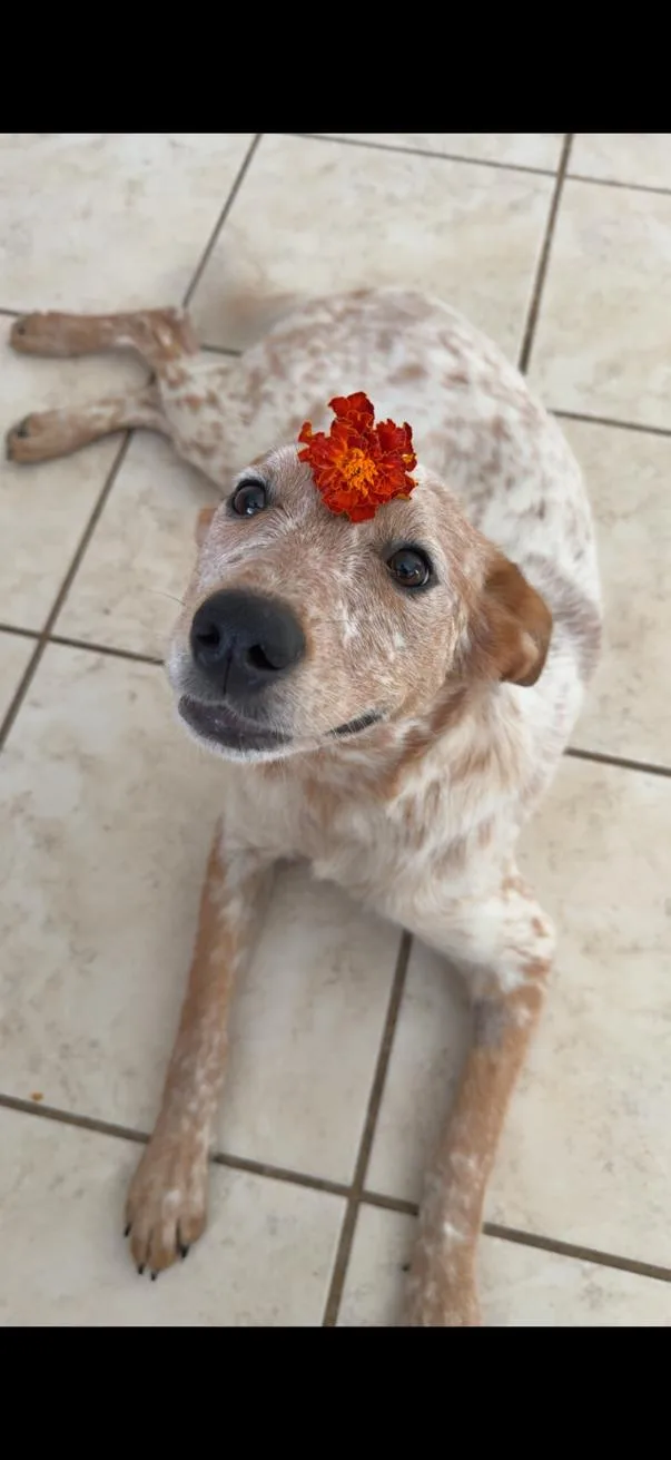 An adult medium-sized female Cattle Dog dog named Jinx for adoption in Walker, LA