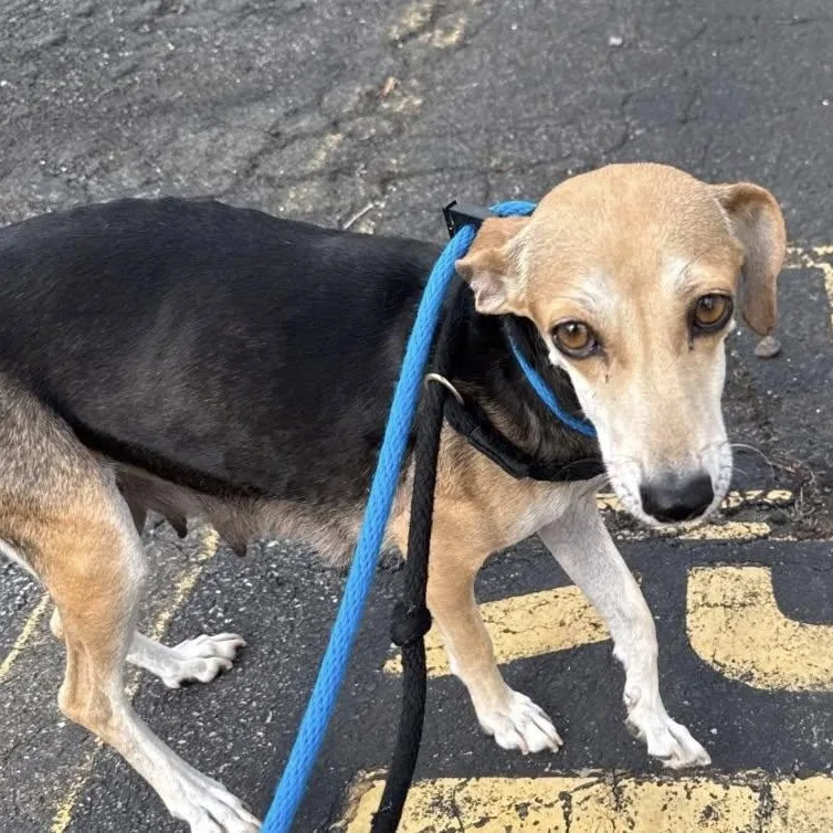 Brittanie thumbnail 3