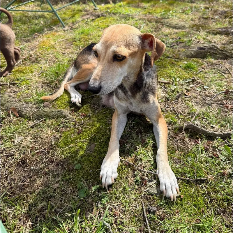 Brittanie thumbnail 4