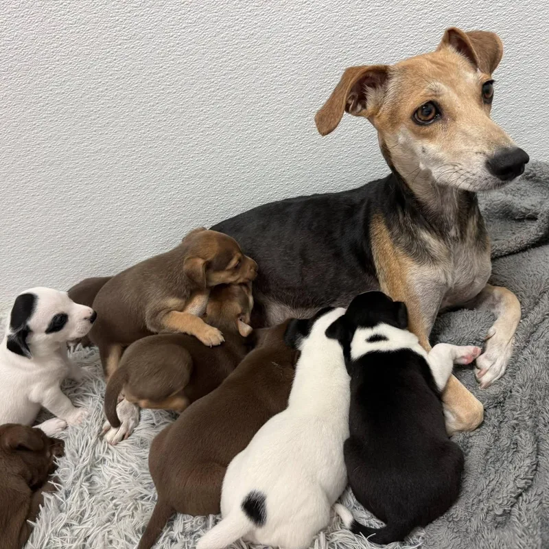 Brittanie thumbnail 5