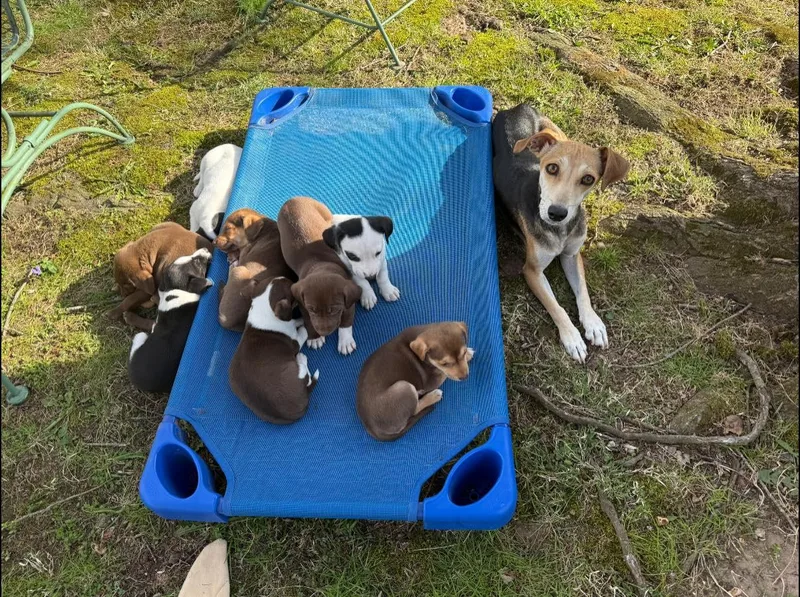 Brittanie thumbnail 6