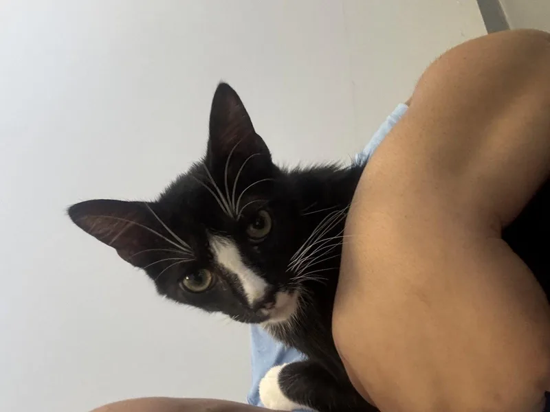 A young small-sized male Black & White / Tuxedo Domestic Short Hair cat named Manchas for adoption in Hilton Head Island, SC