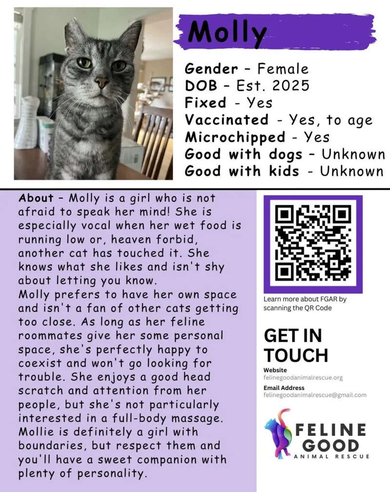 A young medium-sized female Tabby (Gray / Blue / Silver) Domestic Short Hair cat named Molly for adoption in Eugene, OR