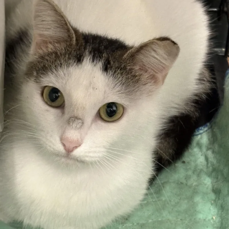 A baby medium-sized female White Domestic Short Hair cat named Emmi for adoption in Beaufort, SC