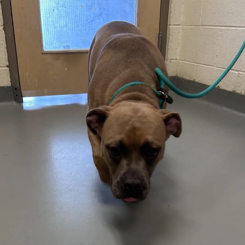 A young medium-sized male Brown / Chocolate Mixed Breed dog named Beefie Boy for adoption in Asheville, NC