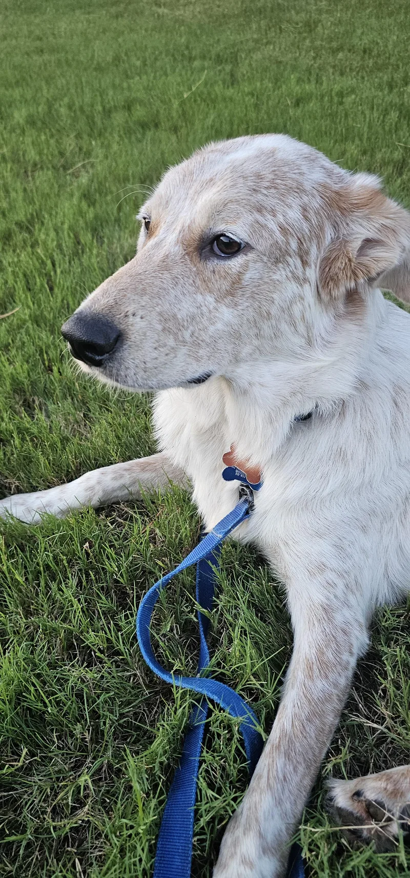 Jack  Al thumbnail 3