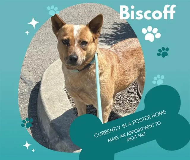 Biscoff