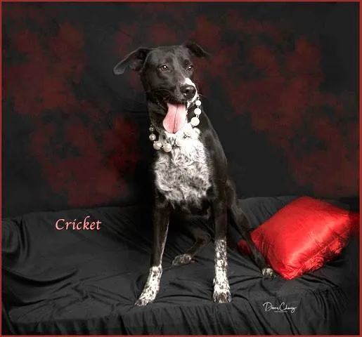 A young medium-sized female Border Collie dog named Cricket for adoption in Las Vegas, NV