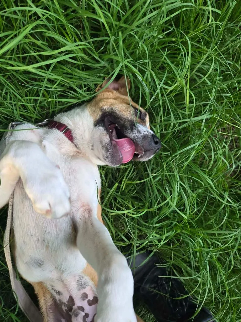 A baby large-sized male Black Mouth Cur dog named Sugar Cube for adoption in Blountville, TN