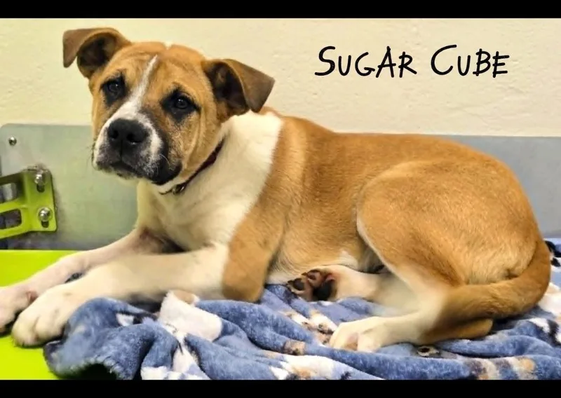 Sugar Cube thumbnail 3