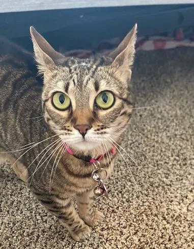 A senior medium-sized female Tabby (Leopard / Spotted) Bengal cat named Chole for adoption in Lafayette, LA