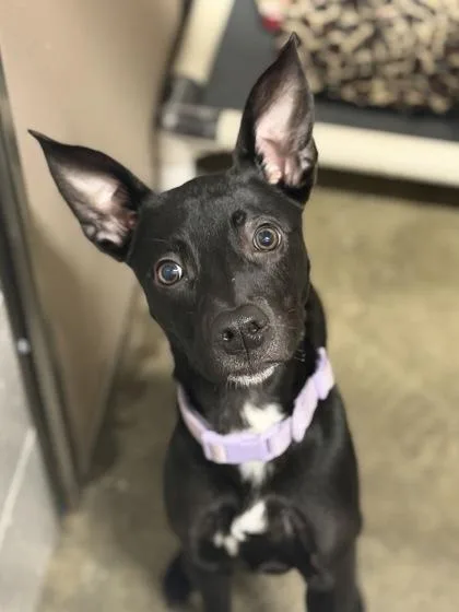 A baby small-sized female Black Chihuahua dog named Cleolina for adoption in Sacramento, CA