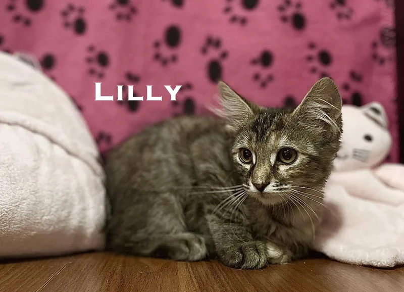 A baby small-sized female Domestic Long Hair cat named Lilly for adoption in El Centro, CA