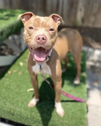 Stella Luna thumbnail 2