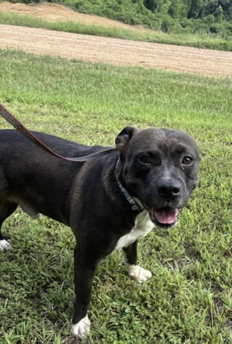 An adult medium-sized male Black Pit Bull Terrier dog named Butch for adoption in Watertown, CT