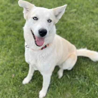 A young large-sized female Mixed Breed dog named Pandora for adoption in Janesville, WI
