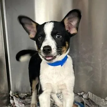 A baby small-sized male Mixed Breed dog named Happy for adoption in Knoxville, TN