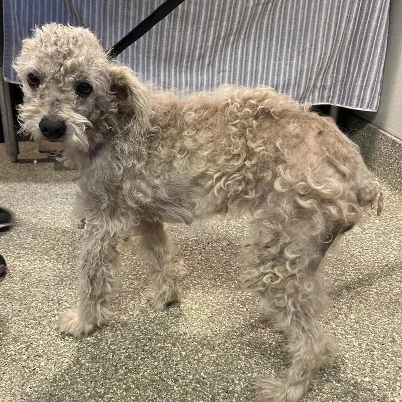 An adult small-sized female White / Cream Miniature Poodle dog named Ivhsstray for adoption in San Gabriel, CA