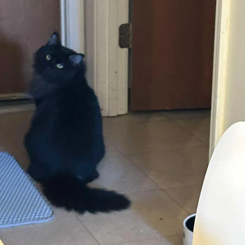 A young medium-sized male Domestic Long Hair cat named Stevie for adoption in Jasper, IN