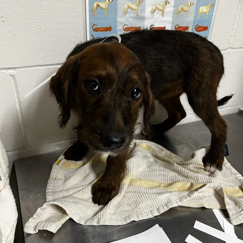 A baby medium-sized female Brindle Poodle dog named Chimera for adoption in Birmingham, AL