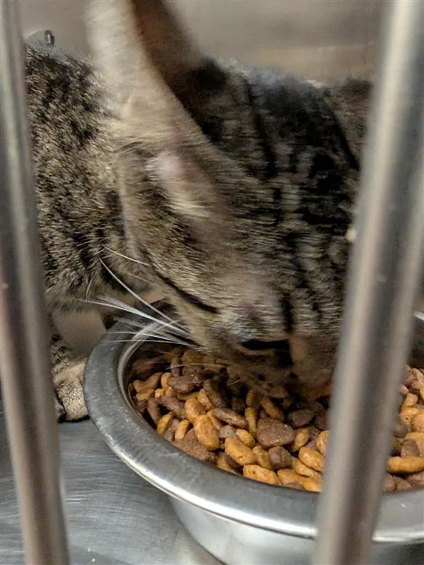 A young small-sized female Domestic Short Hair cat named Bonnie for adoption in Austin, TX