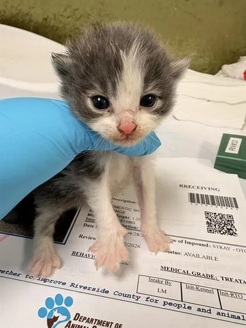 A baby small-sized male Domestic Short Hair cat named Oreo for adoption in Riverside, CA