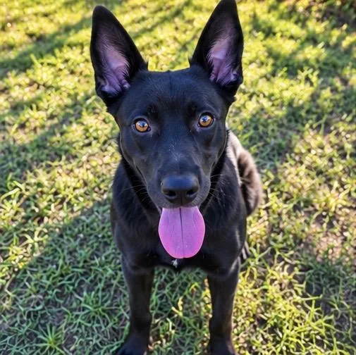 A young large-sized male Black German Shepherd Dog named Charley for adoption in Foley, AL