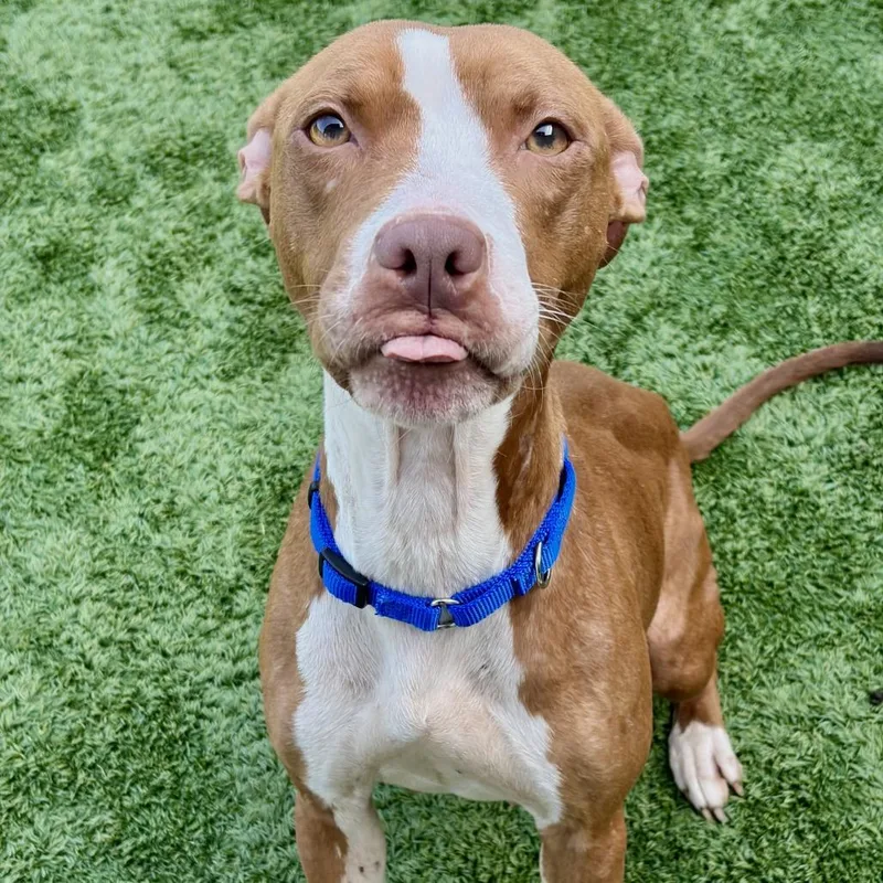An adult medium-sized female Brown / Chocolate Pit Bull Terrier dog named Winona for adoption in Matteson, IL