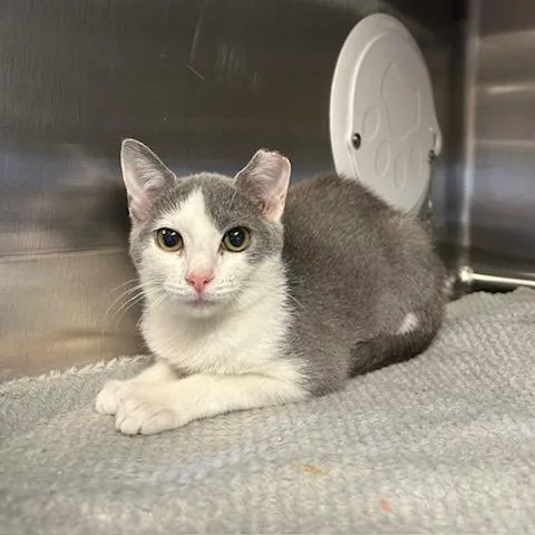 A baby small-sized female Gray / Blue / Silver Domestic Short Hair cat named Queso for adoption in Knoxville, TN