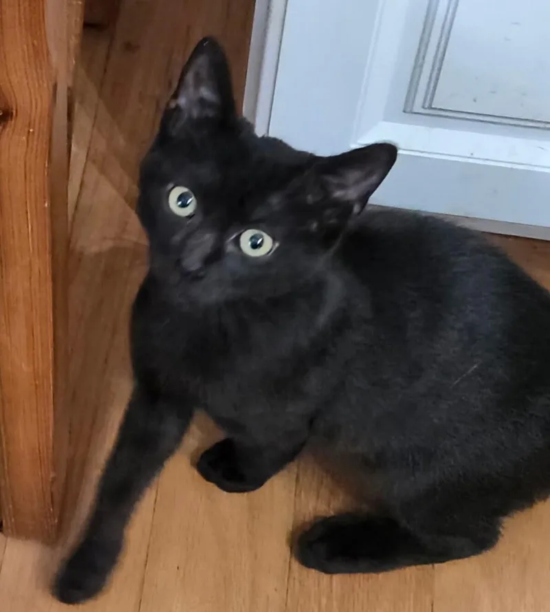 A young medium-sized male Black Domestic Short Hair cat named Wally for adoption in Oriental, NC