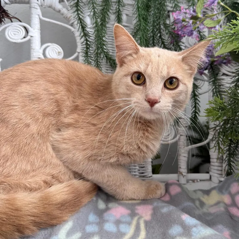 An adult medium-sized male Buff / Tan / Fawn Domestic Short Hair cat named Fate K for adoption in Eaton Rapids, MI