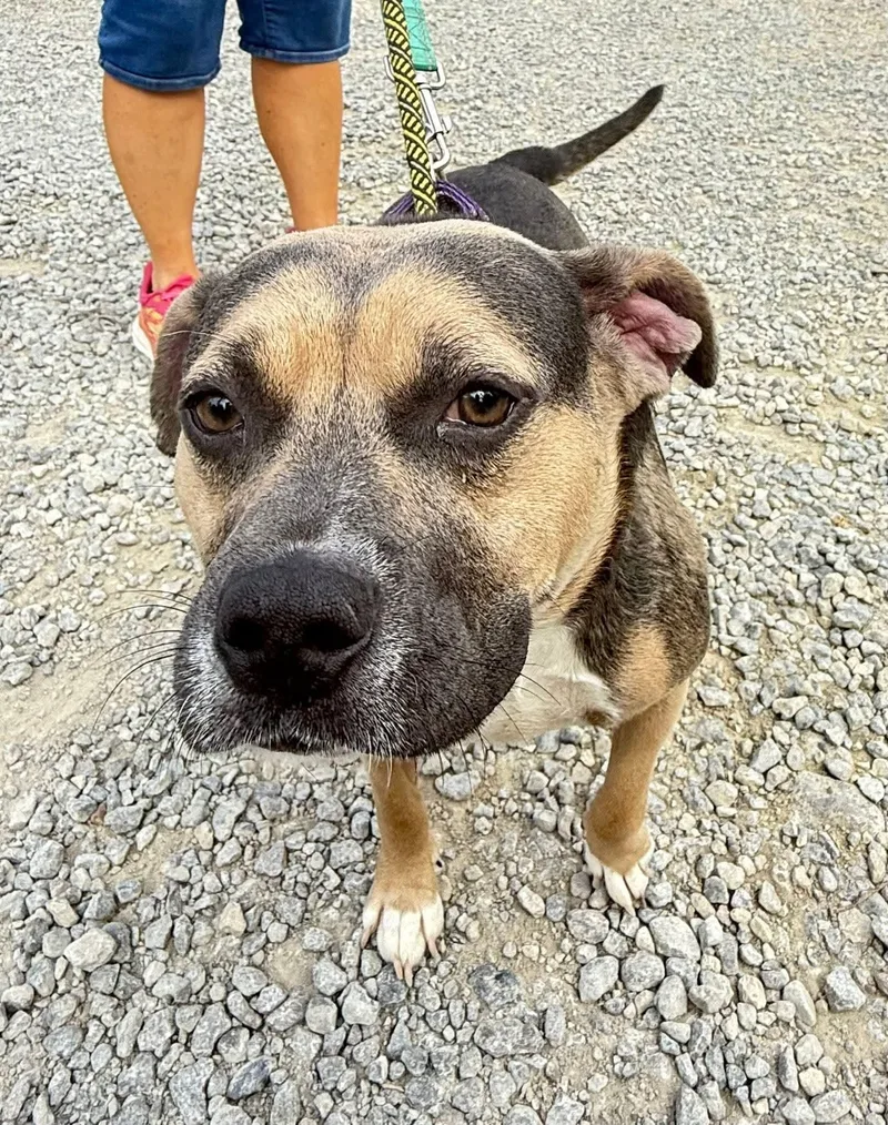 A young medium-sized female Mixed Breed dog named Ruby for adoption in Warren, OH