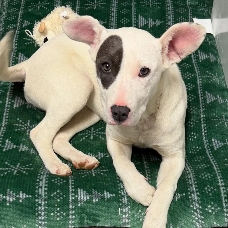 A young medium-sized female White / Cream Terrier dog named Dottie for adoption in Gainesville, GA