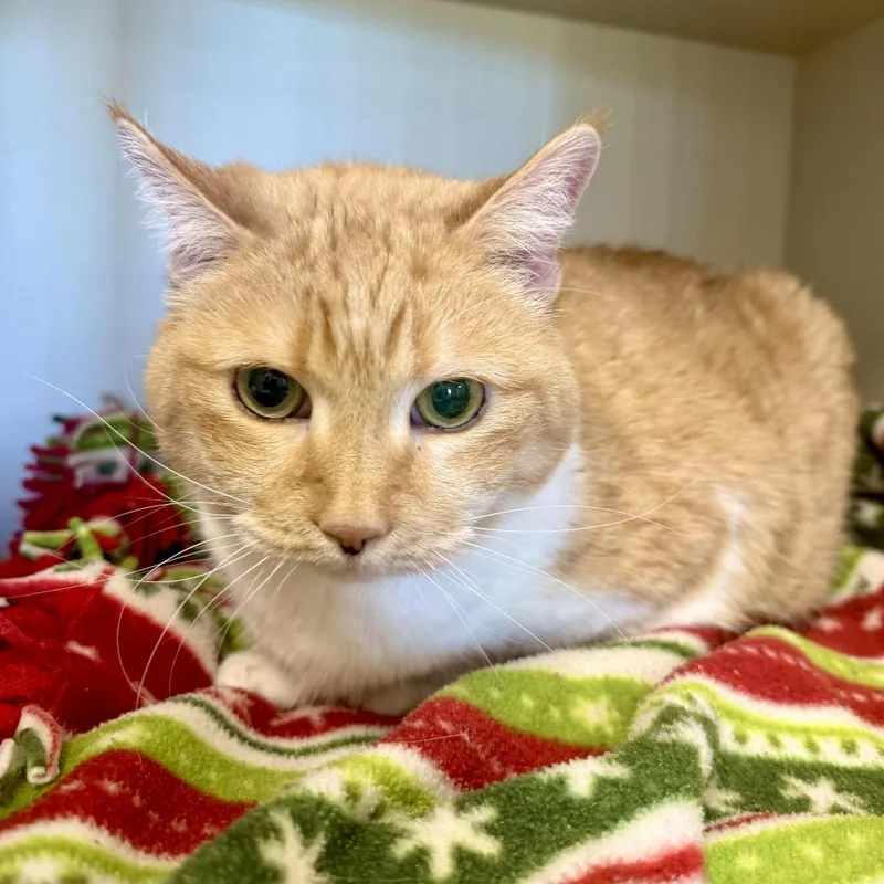 A senior small-sized female Orange / Red Domestic Short Hair cat named Clara for adoption in Cody, WY