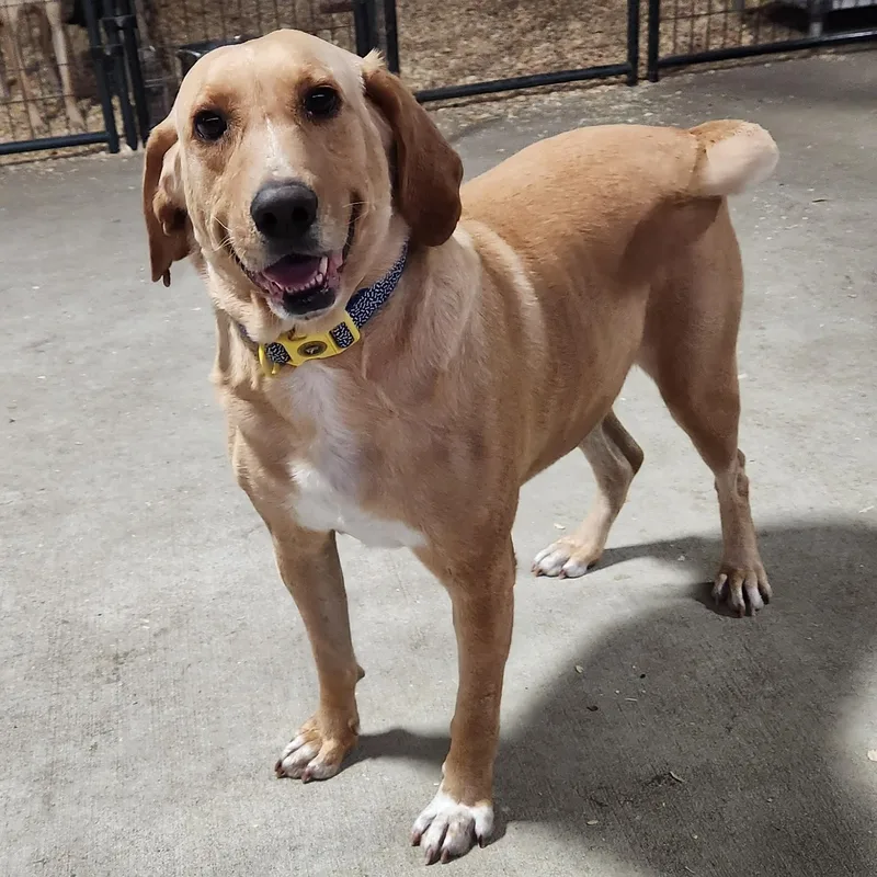 An adult large-sized male Yellow / Tan / Blond / Fawn Hound dog named Festus for adoption in Chicopee, MA