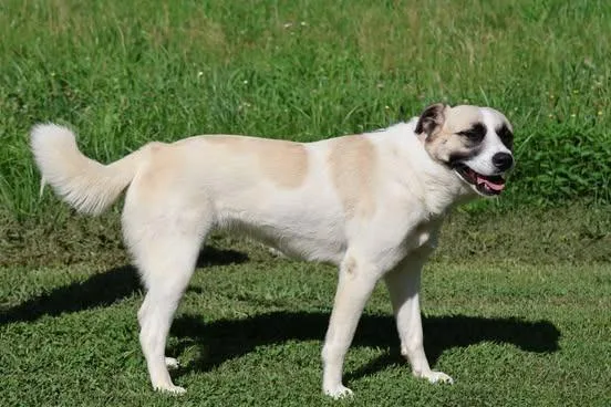 An adult large-sized female Mixed Breed dog named Veronica for adoption in Columbia, TN