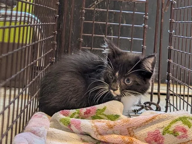 A baby medium-sized female Domestic Medium Hair cat named Phoebe for adoption in Kent, WA