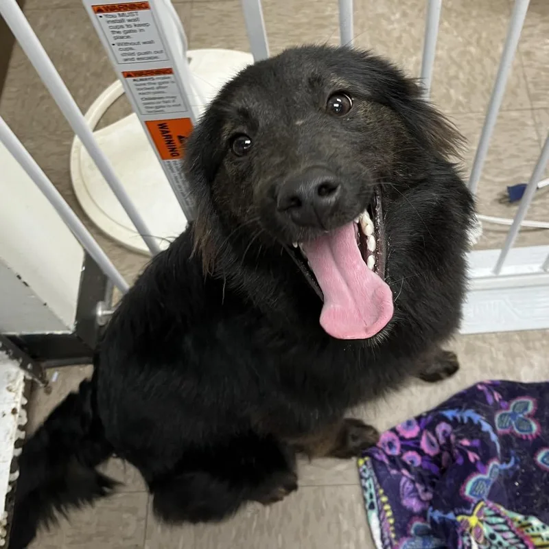 A young medium-sized female Black Collie dog named Mollie for adoption in Birmingham, AL