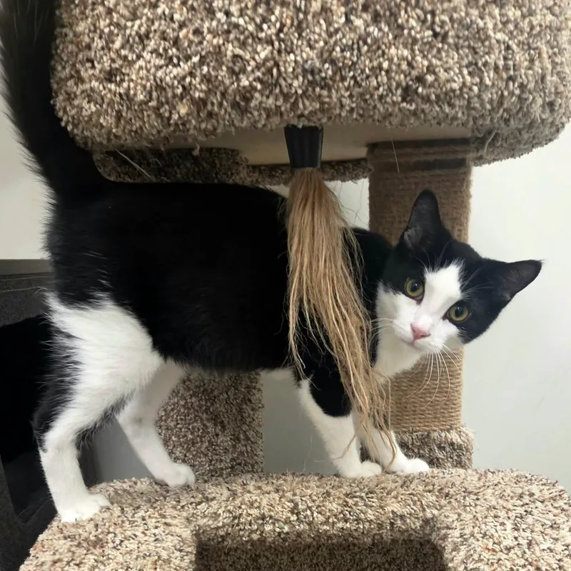 A baby medium-sized male Black & White / Tuxedo Domestic Short Hair cat named Chevron for adoption in Vine Grove, KY