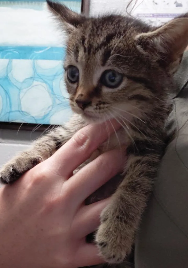 A baby small-sized female Domestic Short Hair cat named Verbena for adoption in Henderson, NC