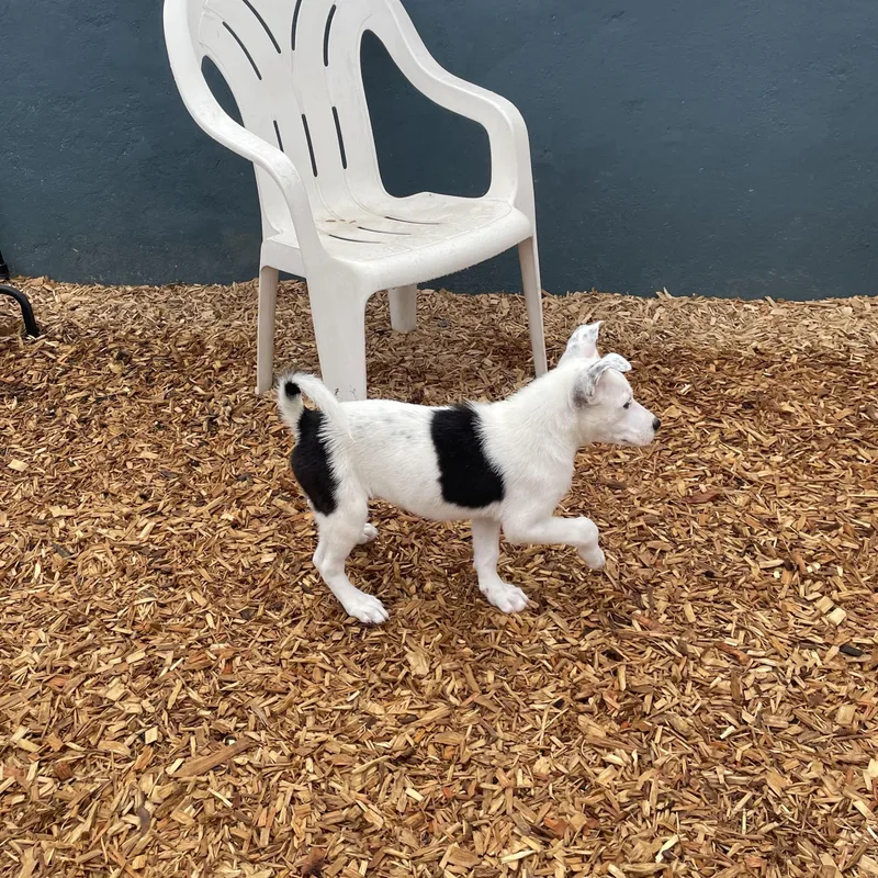 A baby medium-sized female White / Cream Border Collie dog named Hazel for adoption in Abington, PA