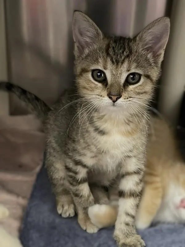 A baby small-sized female Domestic Short Hair cat named Termite for adoption in Roanoke, VA