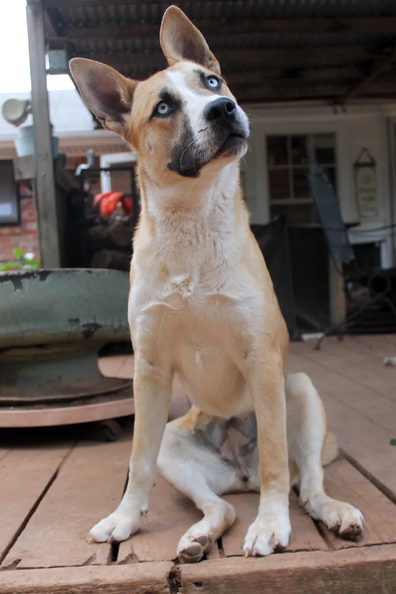 A young medium-sized female Sable Siberian Husky dog named Sadie for adoption in Guthrie, OK